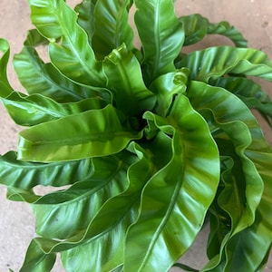 May include: A green bird's nest fern with long, curled fronds. The fern is in a pot, but the pot is not visible in the image.