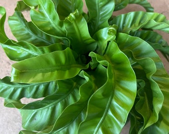 Hurricane Bird Nest Fern! Unique New Variety, in 6" pot Asplenium nidus, Twisted Bird Nest
