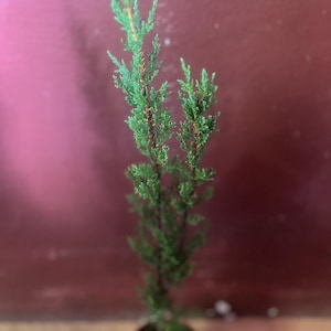 Italian Cypress , Cupressus sempervirens in 4" Pot