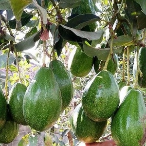 Simmonds avocado Tree  , Grafted in 3 Gallons Pot, No Ship to HI