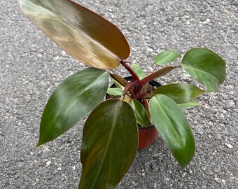 Philodendron Majesty in 4" Pot, Limited