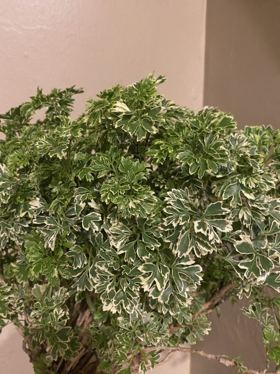 Variegated Ming Aralia Parsley Snowflake Live Plant in Etsy