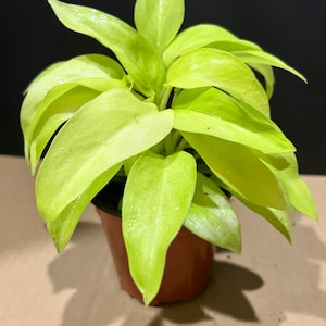 Philodendron Golden Goddess  in 4" Pot