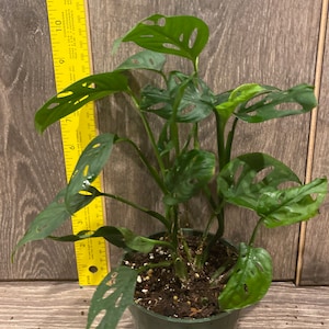 May include: A green potted plant with large, dark green leaves with holes. The plant is about 10 inches tall and is in a green plastic pot.