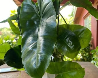 One Philodendron Burle Marx , Cutting