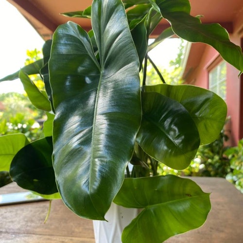 One Philodendron Burle Marx , Cutting