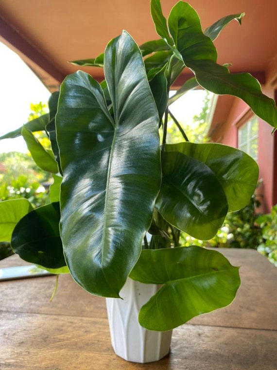 colocasia plants for sale COLOCASIA ESCULENTA | organically grown tropical plants main image 0