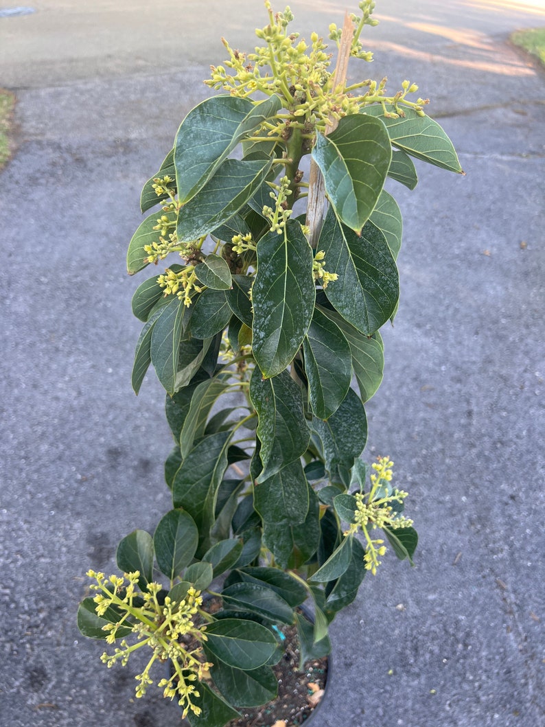 Russell Avocado Tree , Grafted in 3 Gallon Pot image 5