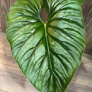 Philodendron Plowmanii in 4” Pot