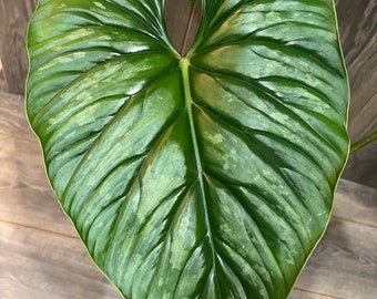 Philodendron Plowmanii in 4” Pot