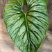 Philodendron Plowmanii in 6' Pot 