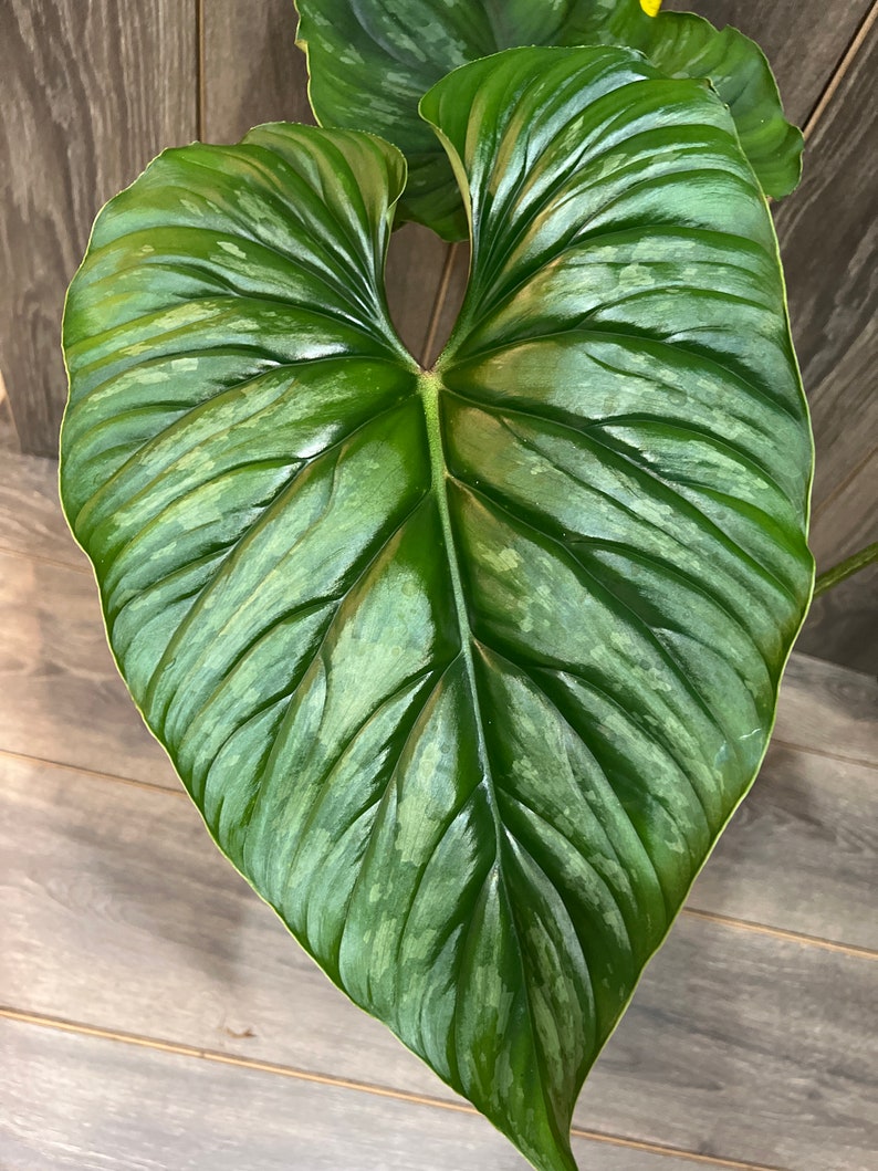 Philodendron Plowmanii in 6' Pot 