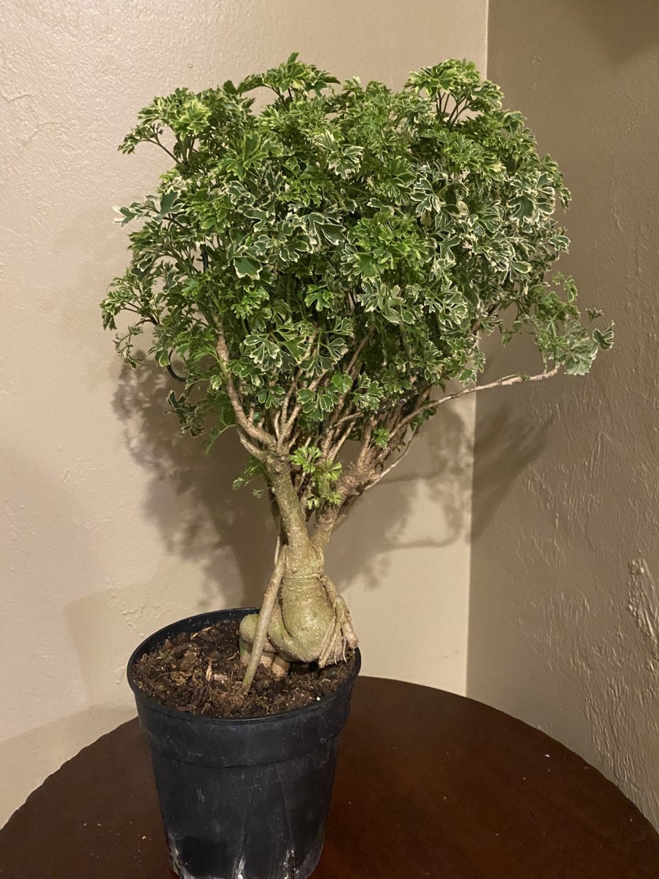 Variegated Ming Aralia Parsley Snowflake Live Plant in Etsy