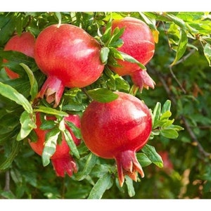 Wonderful Pomegranate in 3 gallons pot, delima  No Ship to CA , AZ and HI