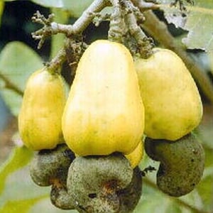 Large, Yellow Cashew Plant in 10&quot; Pot, jambu monyet