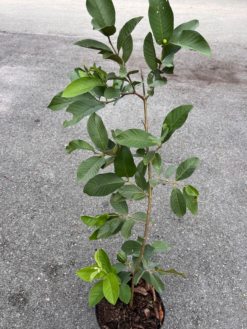 Thai Guava, in 10