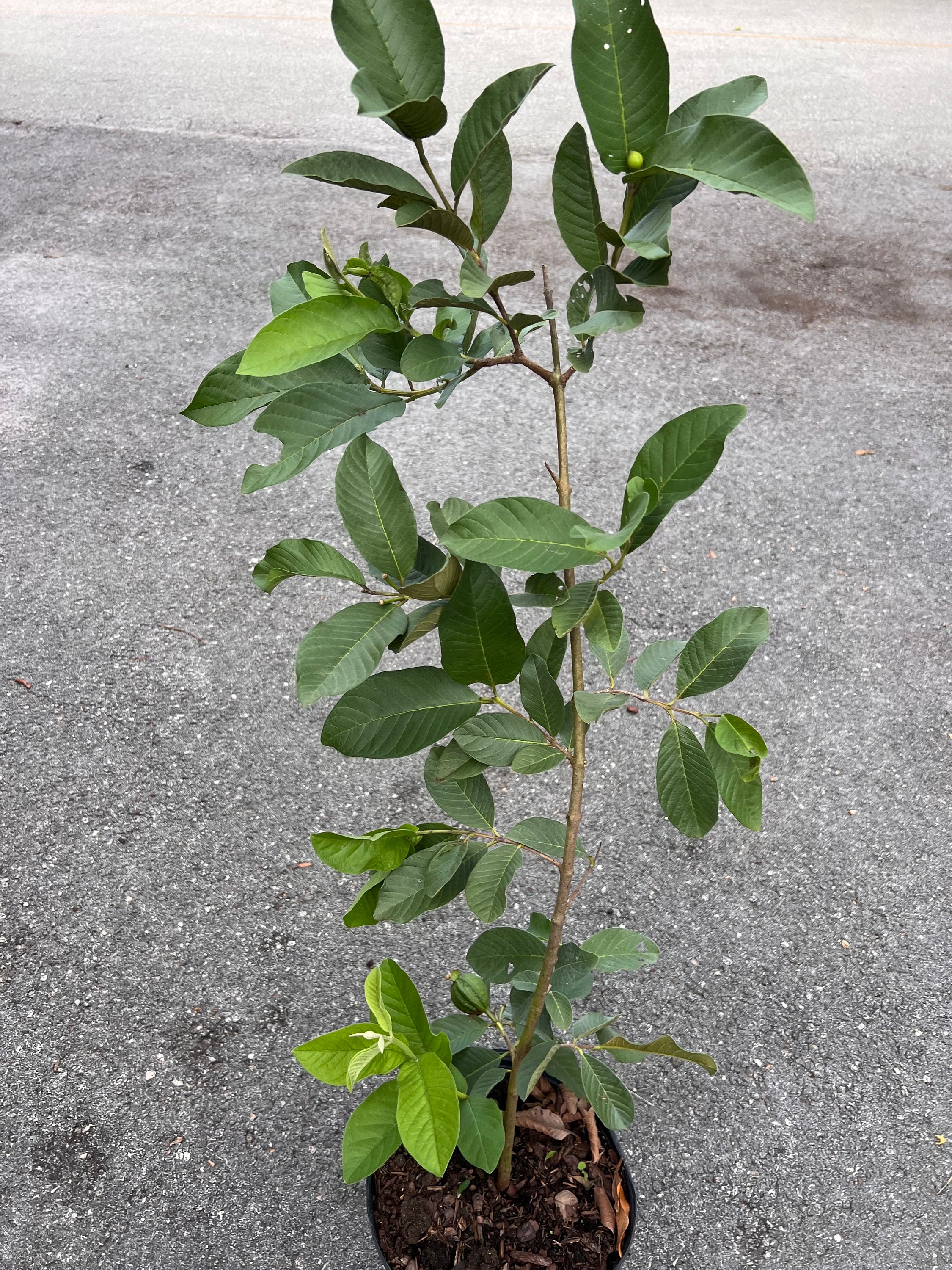 Thai Guava, in 10" Pot, Jambu Batu, Psidium Guajava, Ferang, White ...