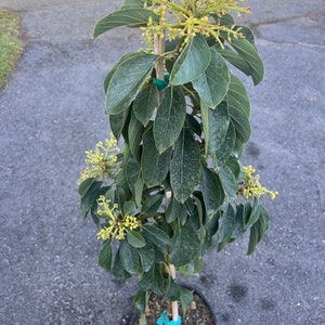 Russell Avocado Tree , Grafted in 3 Gallon Pot image 2