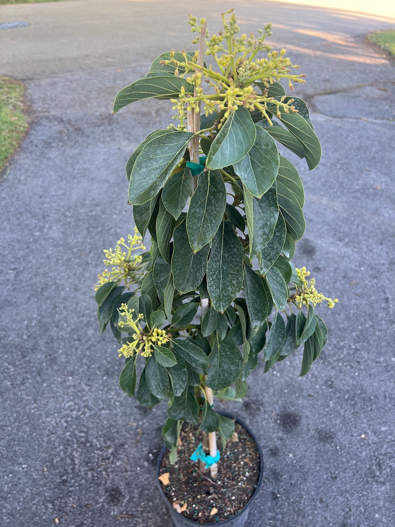 Russell Avocado Tree , Grafted in 3 Gallon Pot image 2