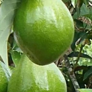Avocado &#39;Choquette&#39;, Persia americana Tree  , Grafted in 3 Gallons Pot,  No Ship to HI