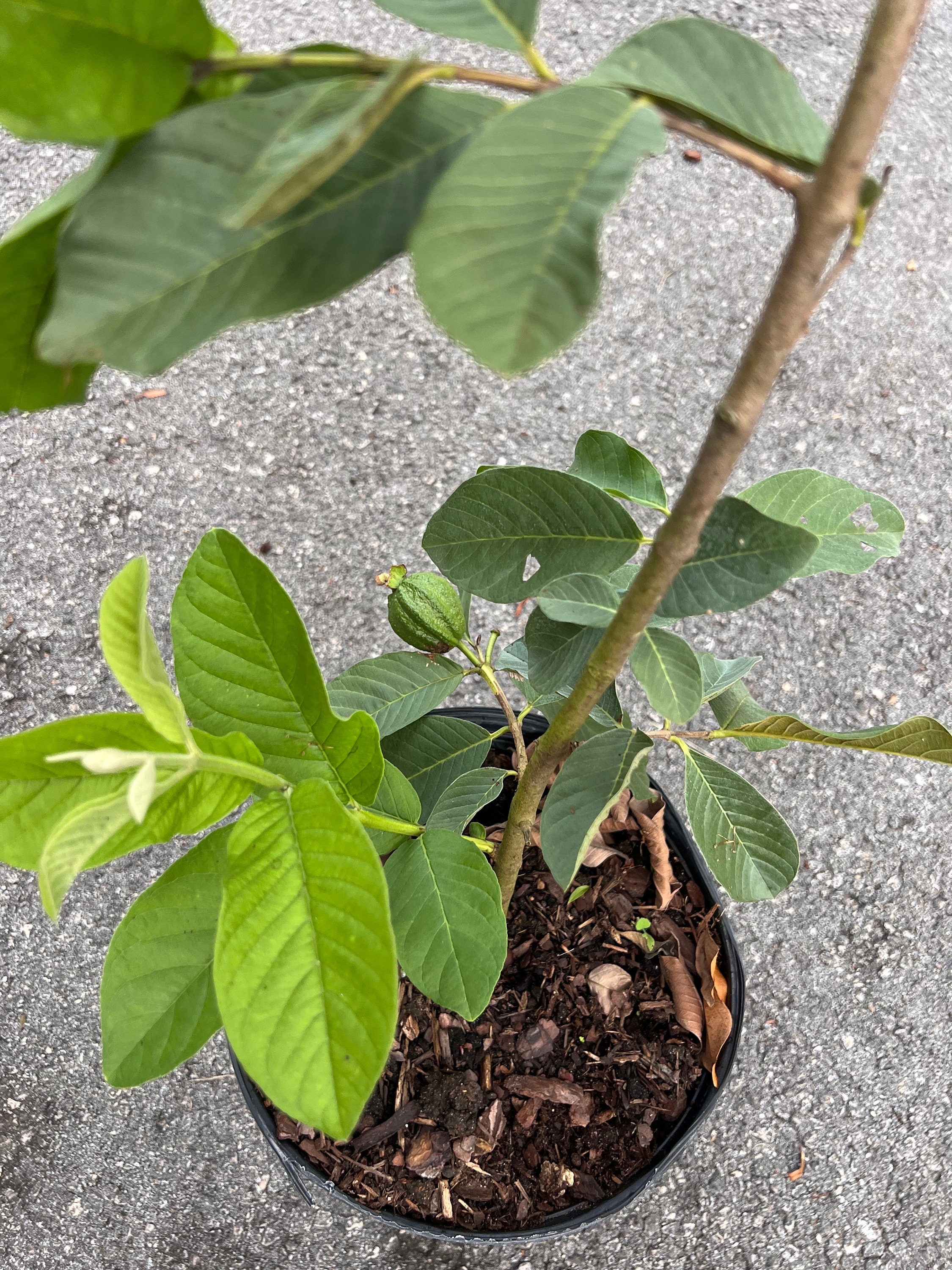 Thai Guava, in 10" Pot, Jambu Batu, Psidium Guajava, Ferang, White ...