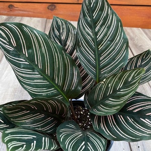 Calathea Ornata in 6&quot; Pot, prayer plant