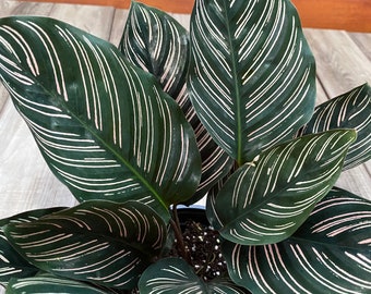 Calathea Ornata in 6&quot; Pot, prayer plant