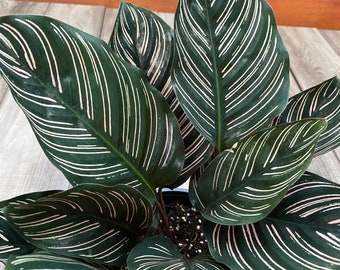 Calathea Ornata in 6" Pot, prayer plant