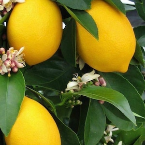 Meyer Lemon in half Gallon Pot, Grafted, Improved Lemon, Florida Shipping Only
