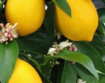 Meyer Lemon in half Gallon Pot, Grafted, Improved Lemon, Florida Shipping Only