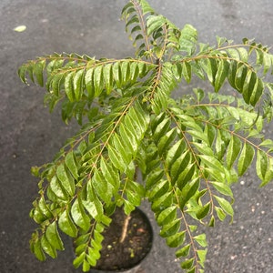 Curry Leaf Plant, Murraya Koenigii in 10&quot; Pot. No ship to Ca Tx Az AL or HI