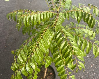 Curry Leaf Plant, Murraya Koenigii in 10" Pot