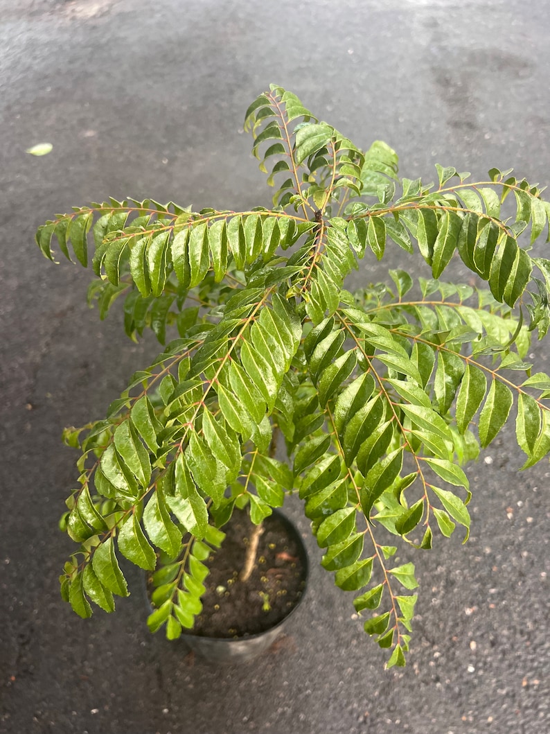 May include: A vibrant green curry leaf plant in a small black pot. The plant has multiple stems with many small, oval-shaped leaves. The leaves are a bright green color, and the stems are a reddish-brown. The plant is set against a dark gray background.