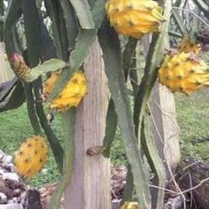 May include: A close-up of a dragon fruit plant with several yellow fruits. The fruits have a spiky texture and are attached to green stems. The plant is growing on a wooden post.