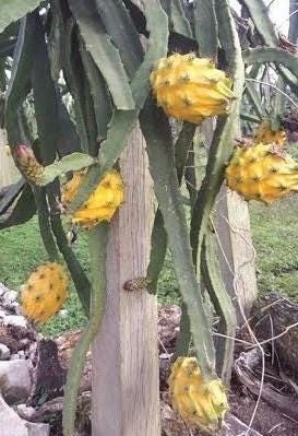 Dragon Plant Pots - Etsy