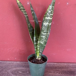 Sansevieria Black Coral in 4&quot; pot