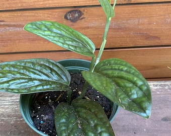 Monstera Peru in 6" pot, Rare plant, House Plant