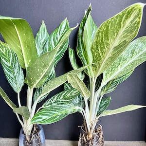 Aglaonema Golden Madonna  Chinese Evergreen, well rooted