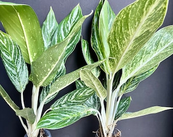 Aglaonema Golden Madonna  Chinese Evergreen, well rooted