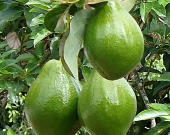 Avocado 'Choquette', Persia americana Tree  , Grafted in 3 Gallon Pot