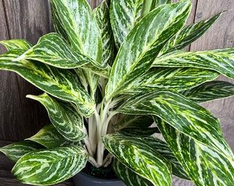 Aglaonema Golden Madonna in 6" Pot