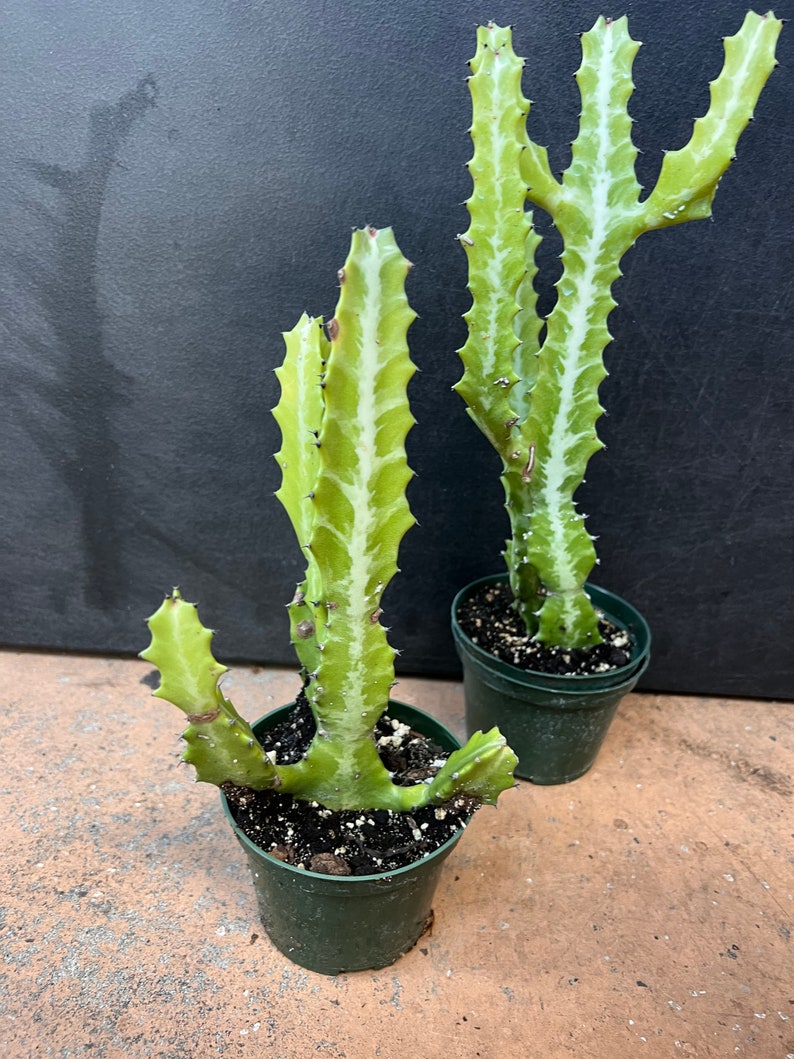 Euphorbia Lactea Variegated in 4 Pot, rare image 3