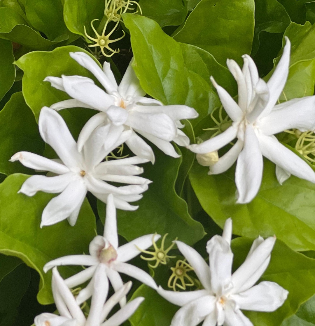 Jasmin 'Belle of India' main image 1