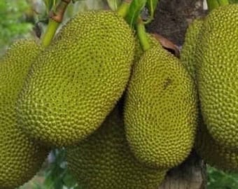 Jack Fruit J31, enano en maceta de 3 galones, injertado, Artocarpus heterophyllus, no se envía a HI