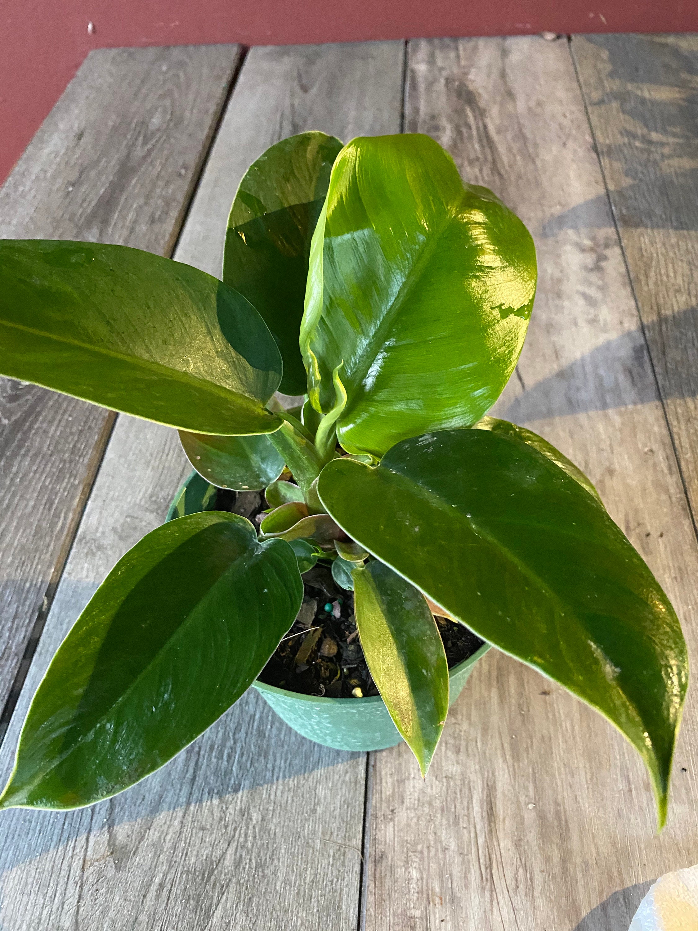 Large Philodendron Imperial Green In 6 Inch Pot Etsy Singapore
