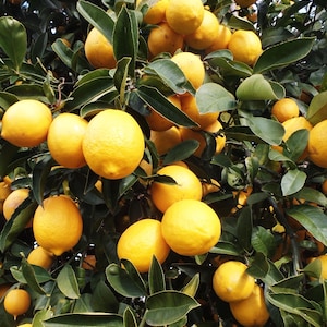 Eureka  Lemon Tree in half Gallon Pot,  Florida Shipping Only