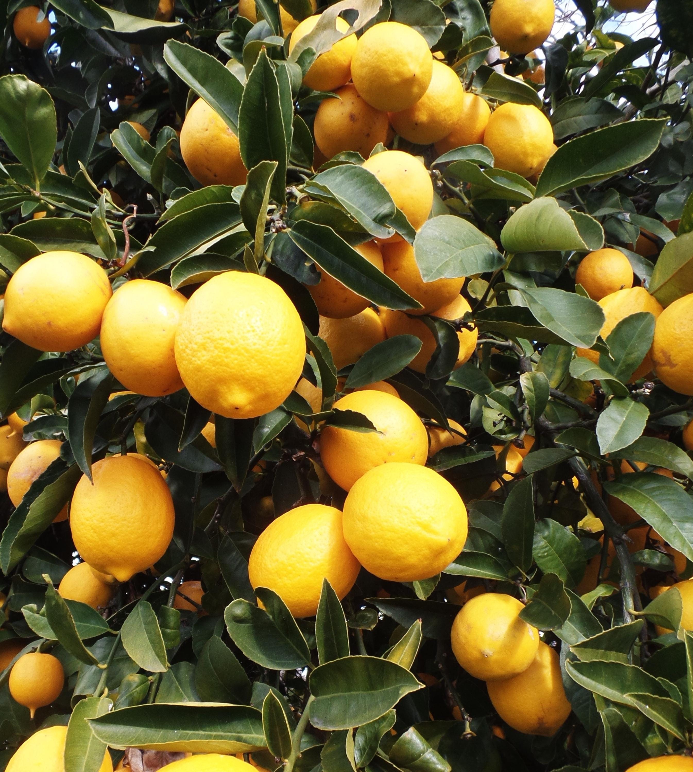 Eureka  Lemon Tree in half Gallon Pot,  Florida Shipping Only