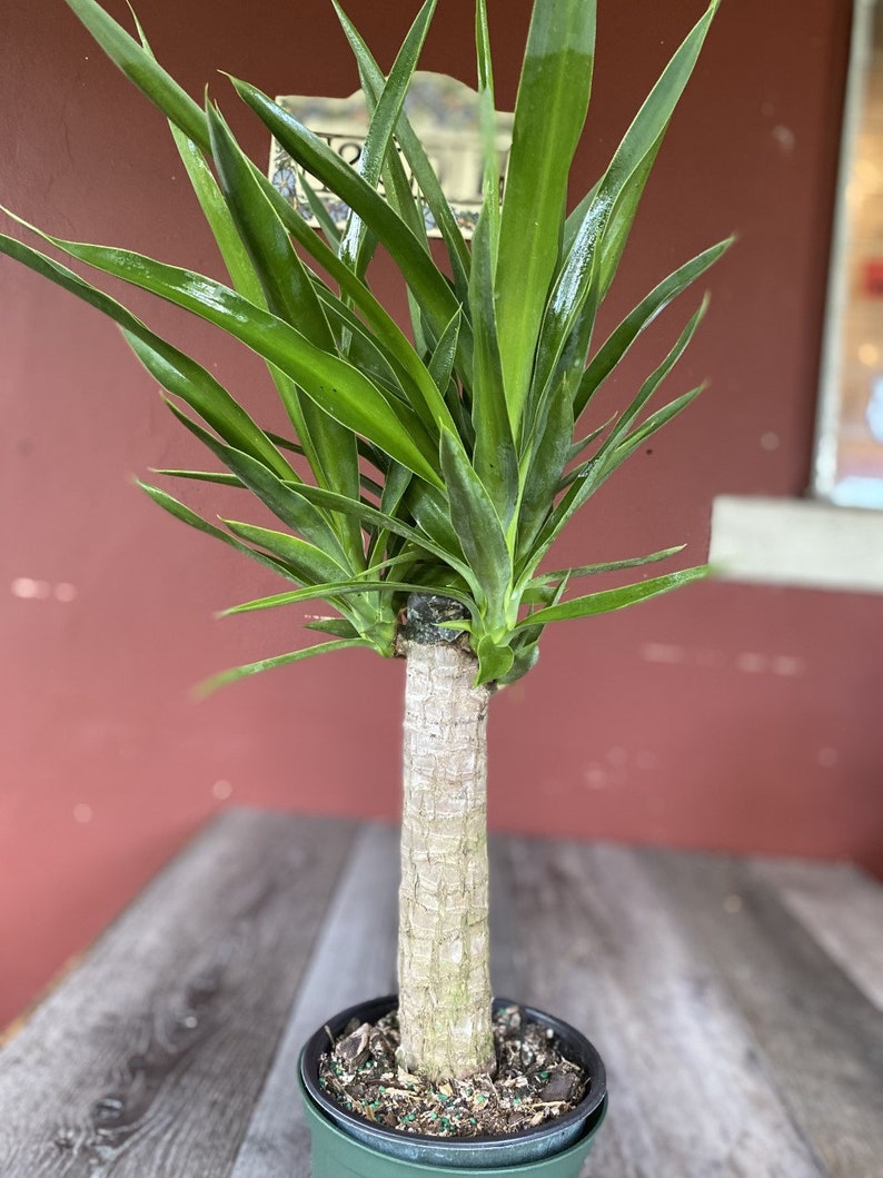 Large Dracaena Yucca Cane Yucca Elephantipes outdoor Etsy