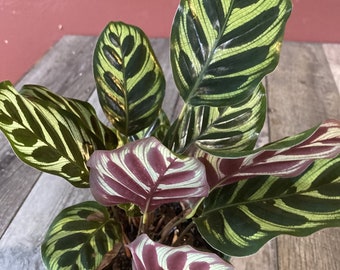 Calathea makoyana, Peacock Plant, in 6" inches pot,  Cathedral Windows, Prayer Plant, Maranta, Marantaceae, Live House Plant