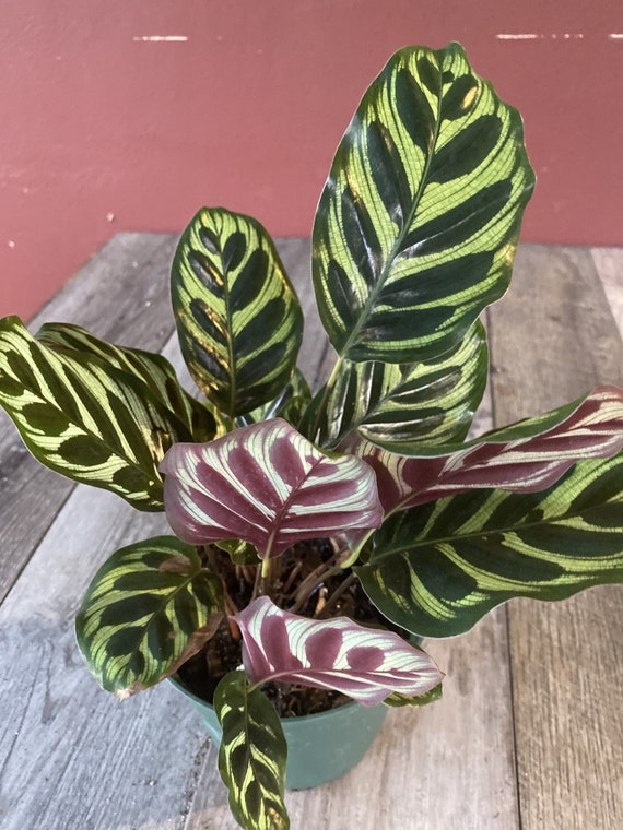 Calathea Makoyana, Peacock Plant, in 6" Inches Pot, Cathedral Windows,  Prayer Plant, Maranta, Marantaceae, Live House Plant - Etsy Ireland